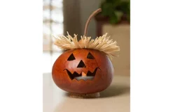 Alex Miniature Gourd